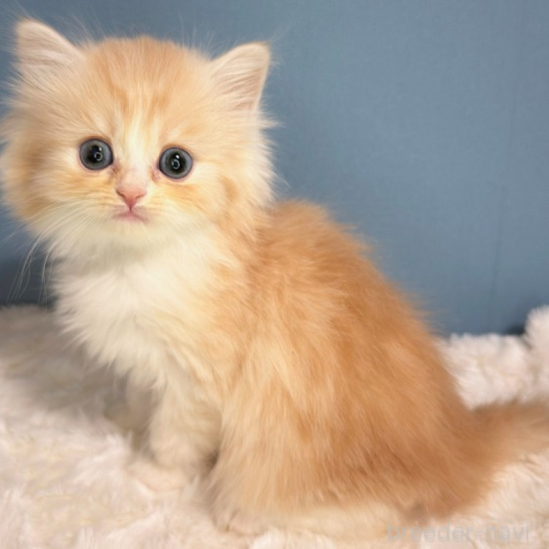 販売中の福岡県のミヌエット-136296の2枚目