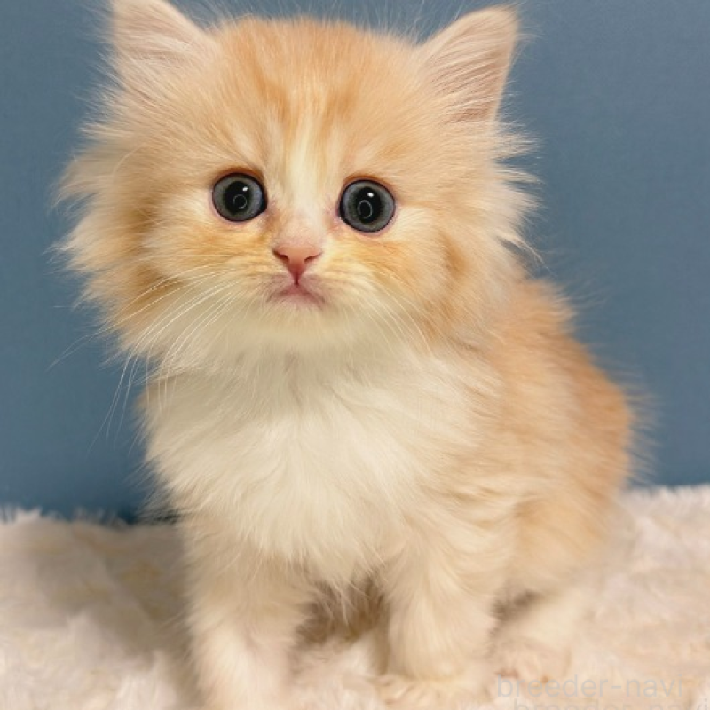 販売中の福岡県のミヌエット-136296