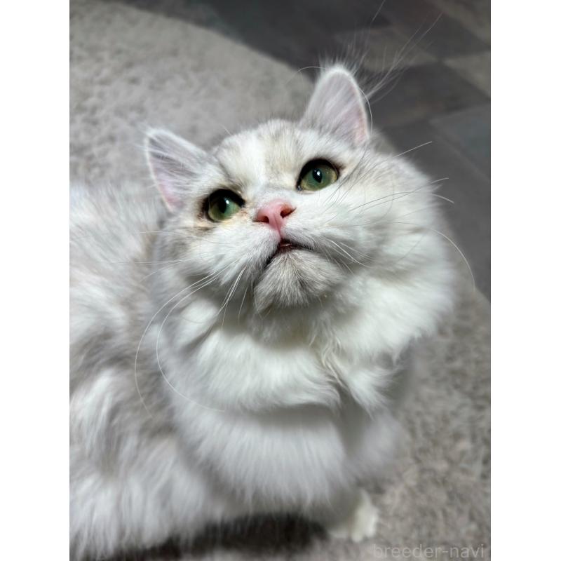 成約済の東京都のミヌエット-126330の6枚目