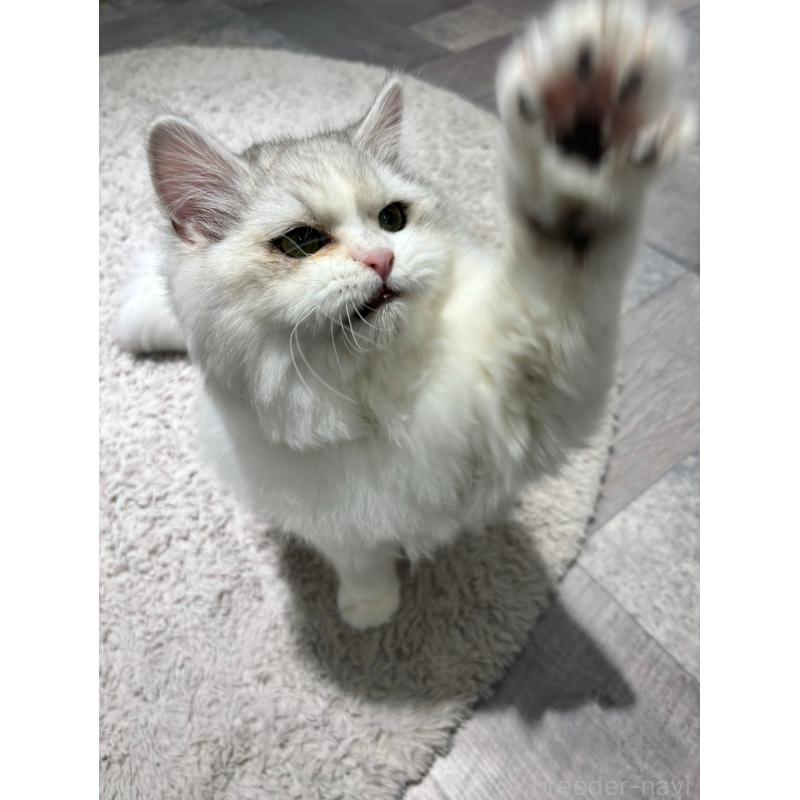 成約済の東京都のミヌエット-126330の5枚目