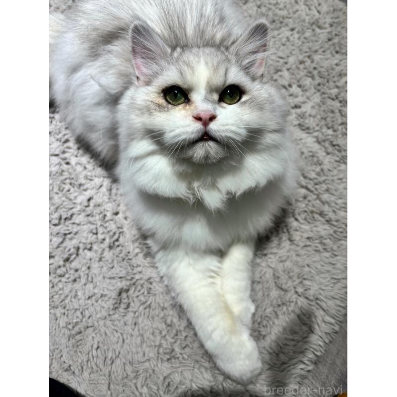 成約済の東京都のミヌエット-126330の3枚目