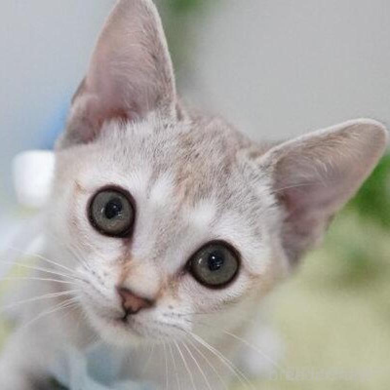 販売中の神奈川県のシンガプーラ-136297の5枚目