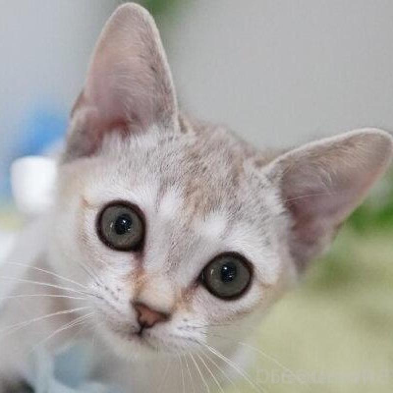 販売中の神奈川県のシンガプーラ-136297の4枚目