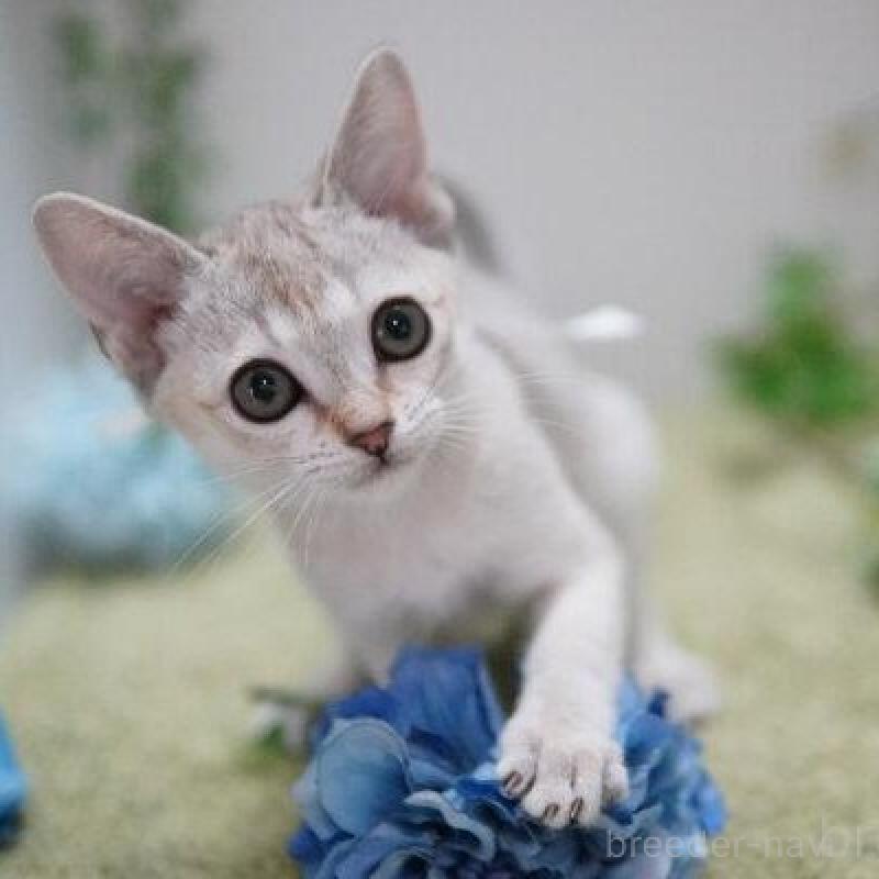 販売中の神奈川県のシンガプーラ-136297の3枚目