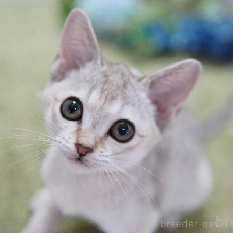 販売中の神奈川県のシンガプーラ-136297