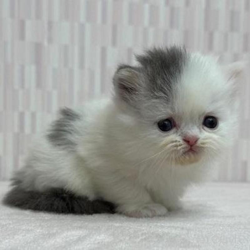 販売中の千葉県のミヌエット-136298の3枚目