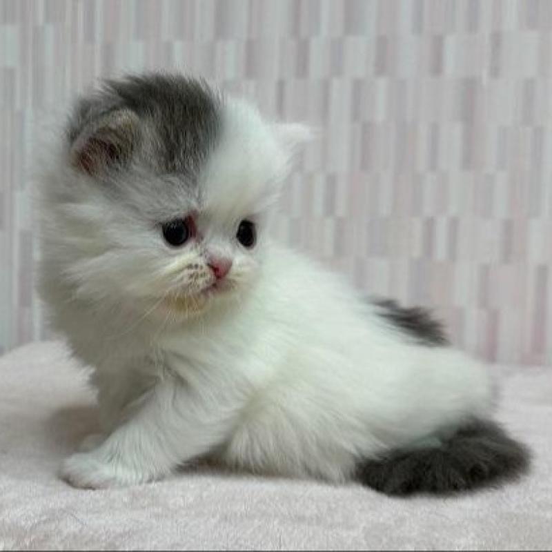 販売中の千葉県のミヌエット-136298の2枚目