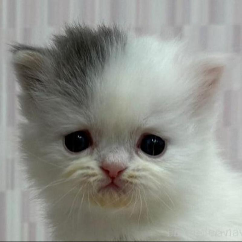 販売中の千葉県のミヌエット-136298