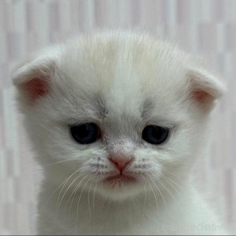 販売中の千葉県のスコティッシュフォールド(折れ耳)-136300