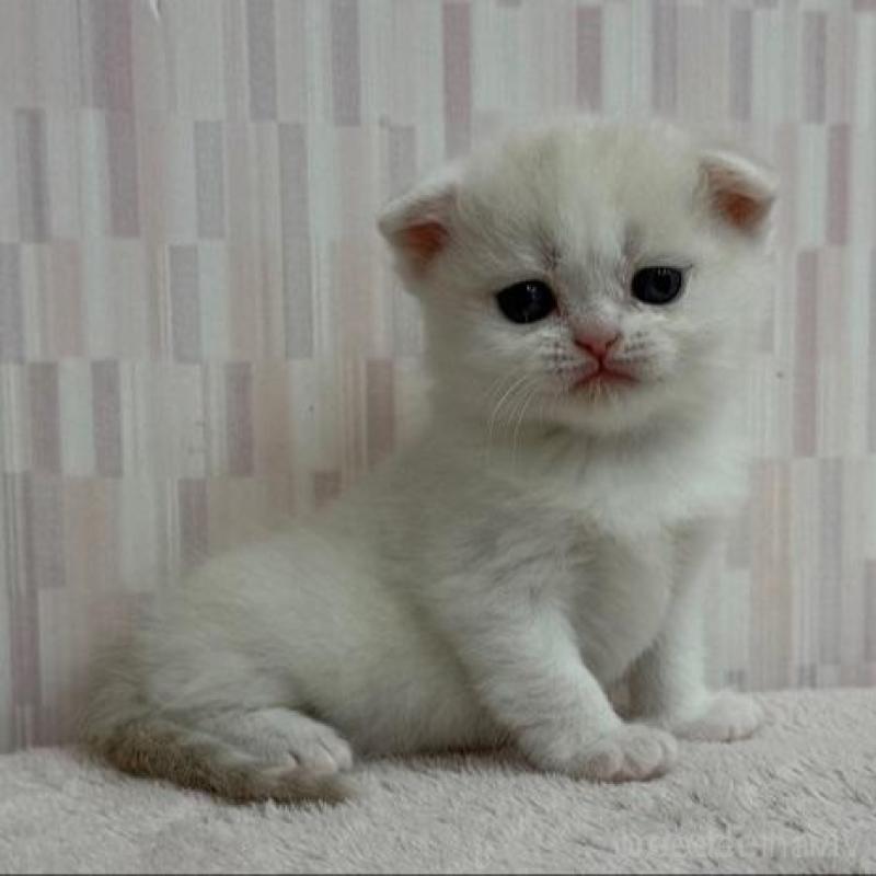 販売中の千葉県のスコティッシュフォールド(折れ耳)-136300の3枚目