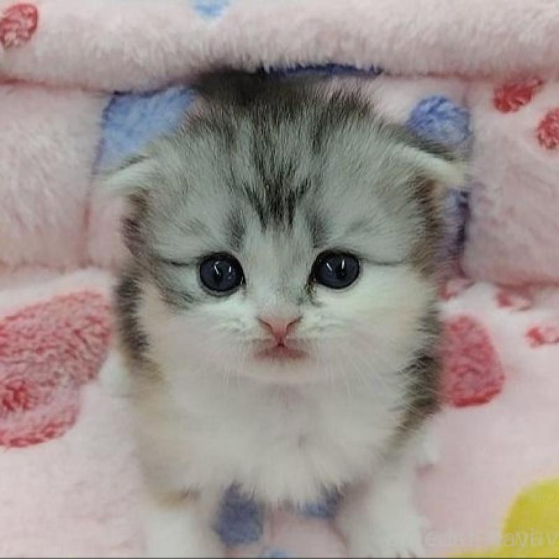 販売中の千葉県のスコティッシュフォールド(折れ耳)-136302の3枚目