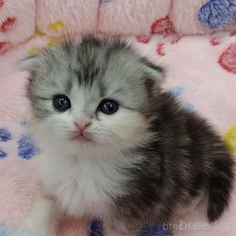 販売中の千葉県のスコティッシュフォールド(折れ耳)-136302の2枚目