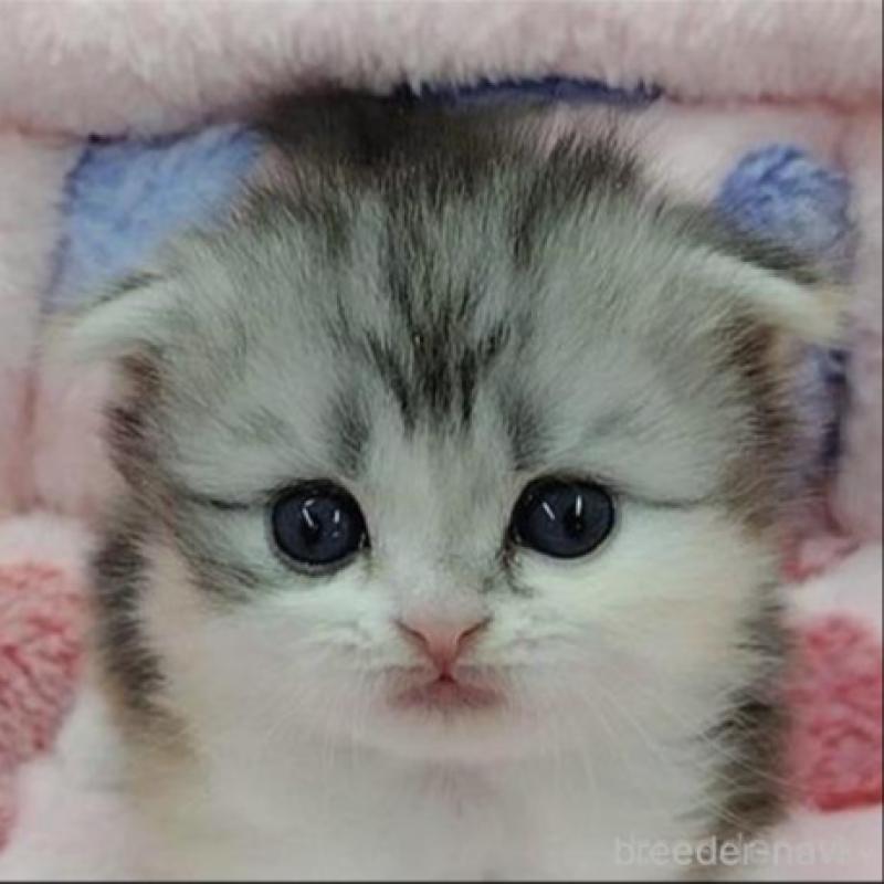 販売中の千葉県のスコティッシュフォールド(折れ耳)-136302の1枚目