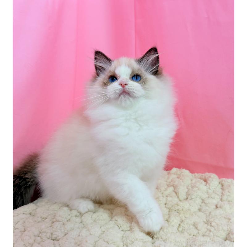 販売中の東京都のラグドール-136304の8枚目