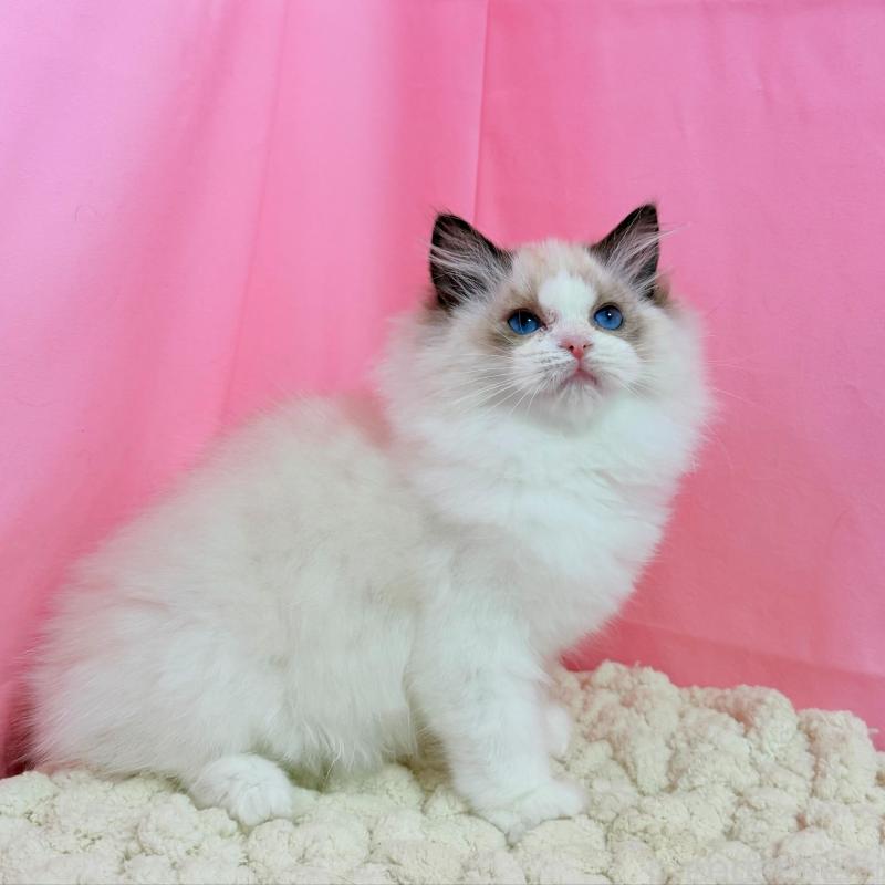 販売中の東京都のラグドール-136304の7枚目