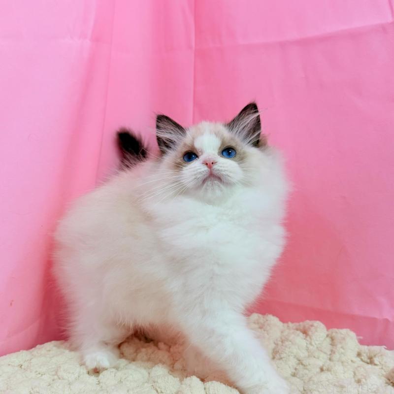 販売中の東京都のラグドール-136304の6枚目