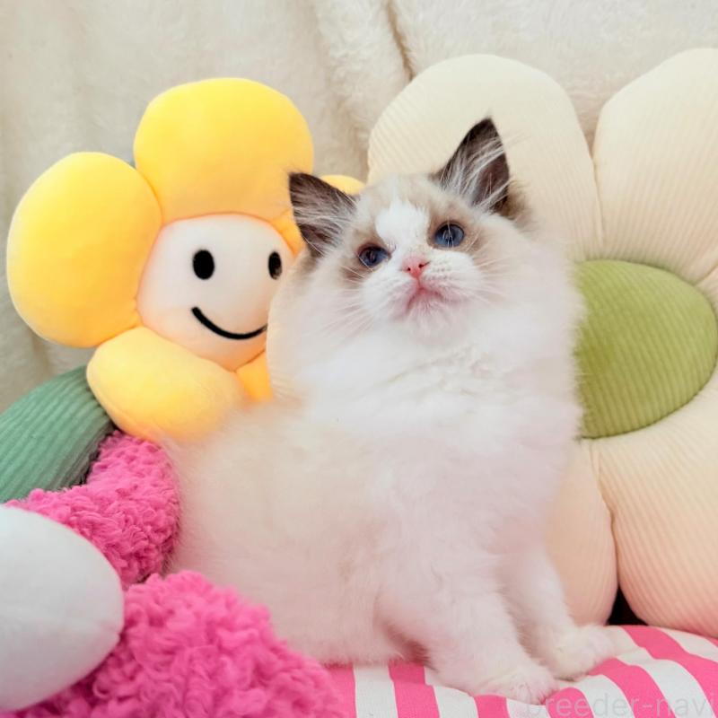 販売中の東京都のラグドール-136304の1枚目