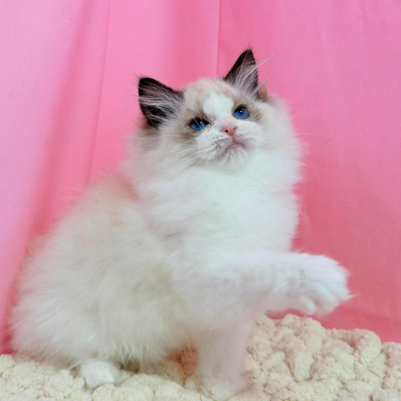 販売中の東京都のラグドール-136304の5枚目