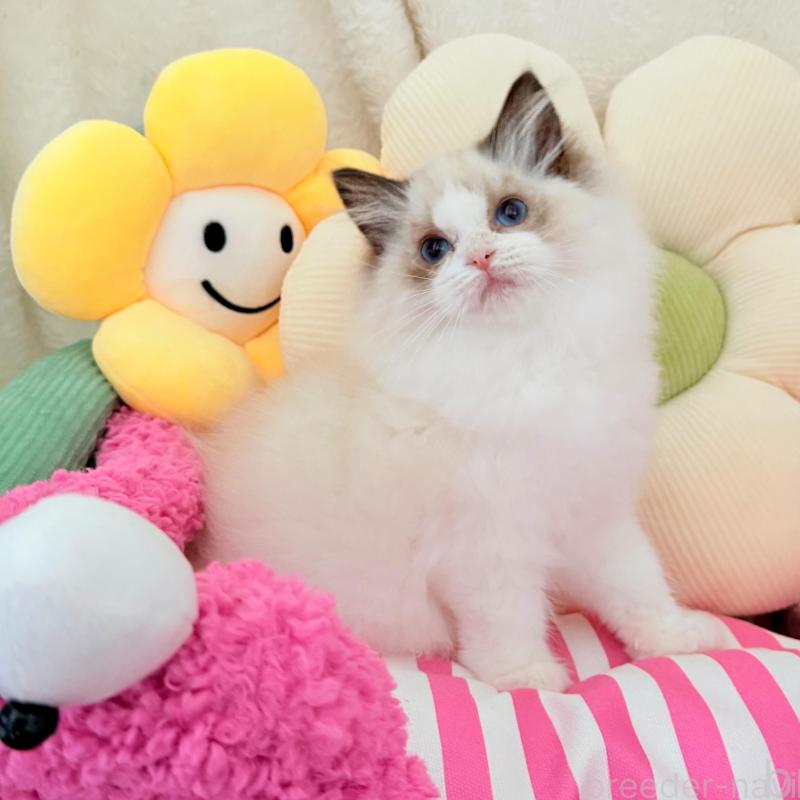 販売中の東京都のラグドール-136304の4枚目