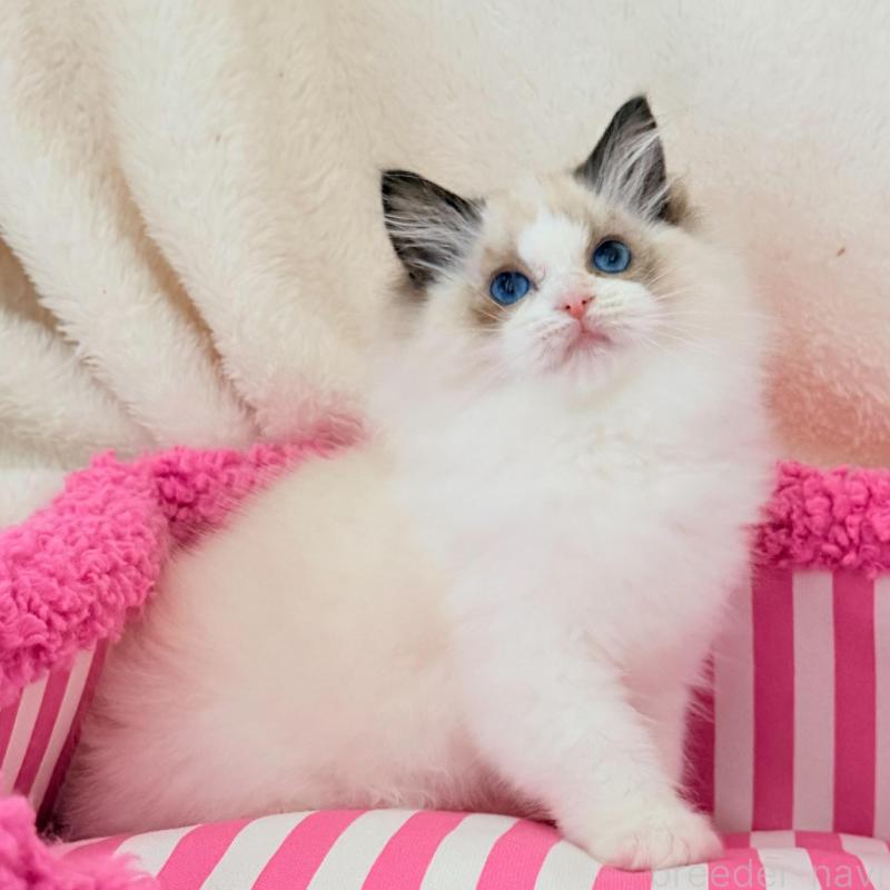 販売中の東京都のラグドール-136304の3枚目