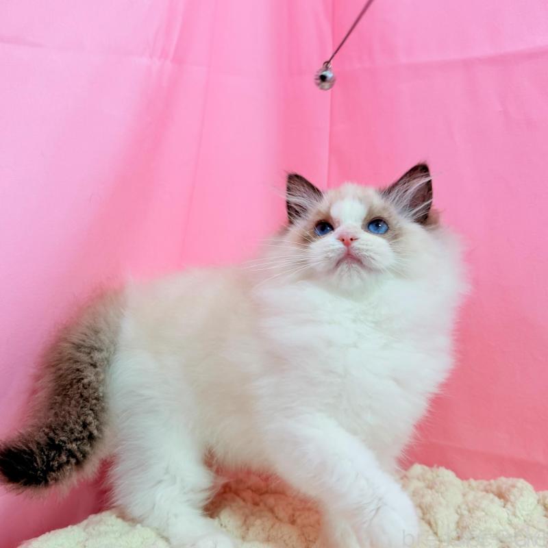 販売中の東京都のラグドール-136304の2枚目