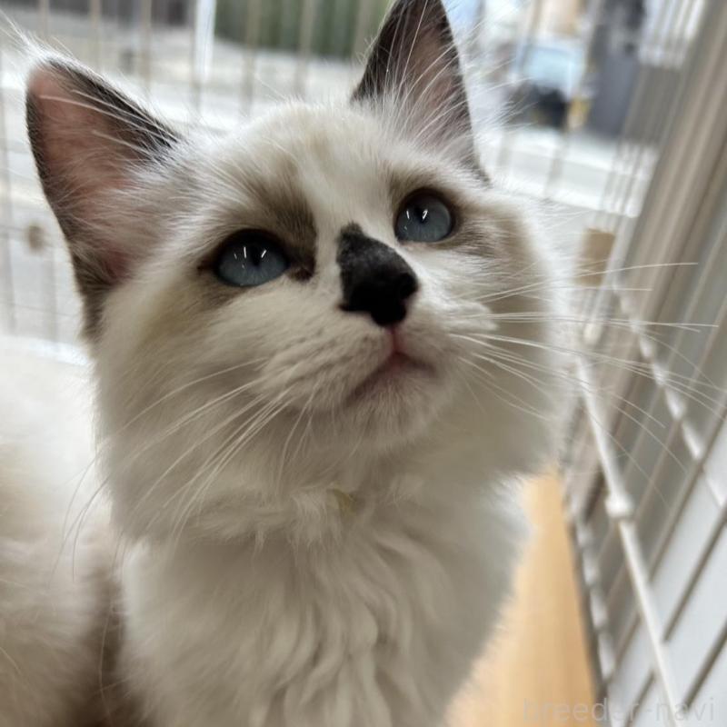 販売中の京都府のラグドール-136305