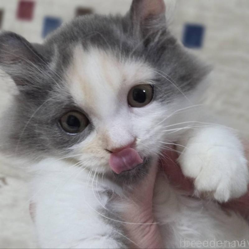 販売中の愛知県のマンチカン(短足)-136306