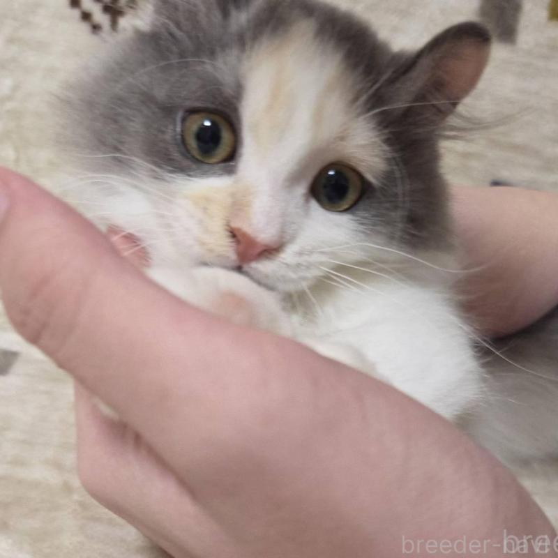 販売中の愛知県のマンチカン(短足)-136306の5枚目