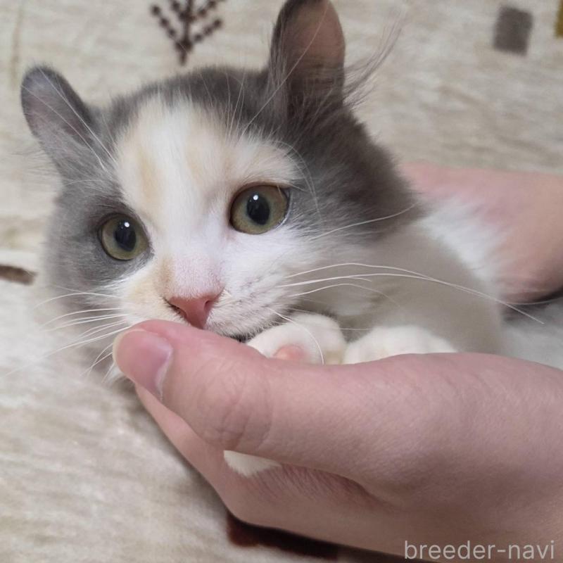 販売中の愛知県のマンチカン(短足)-136306の4枚目