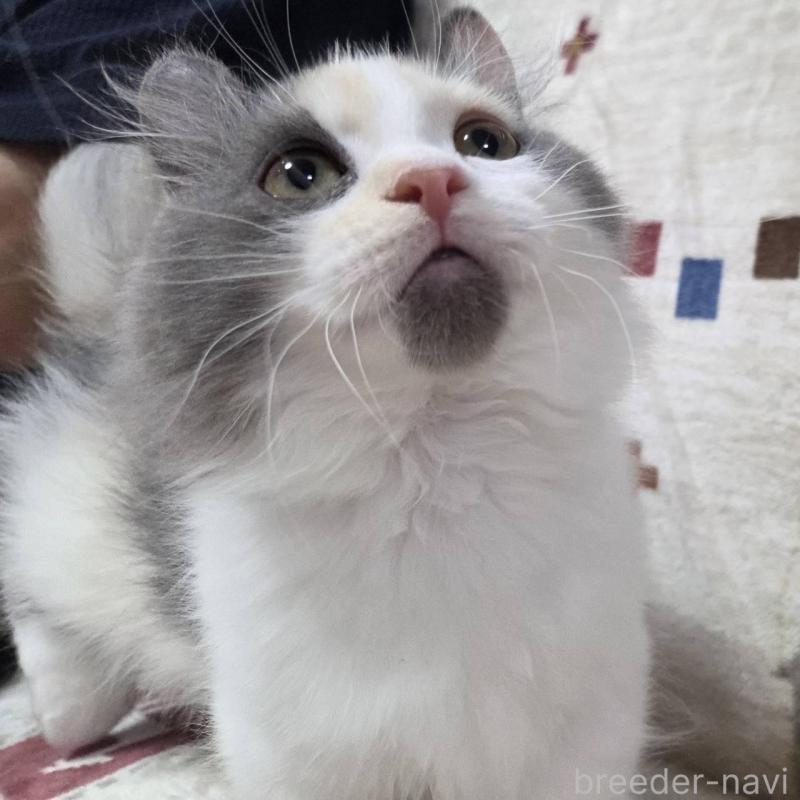 販売中の愛知県のマンチカン(短足)-136306の3枚目