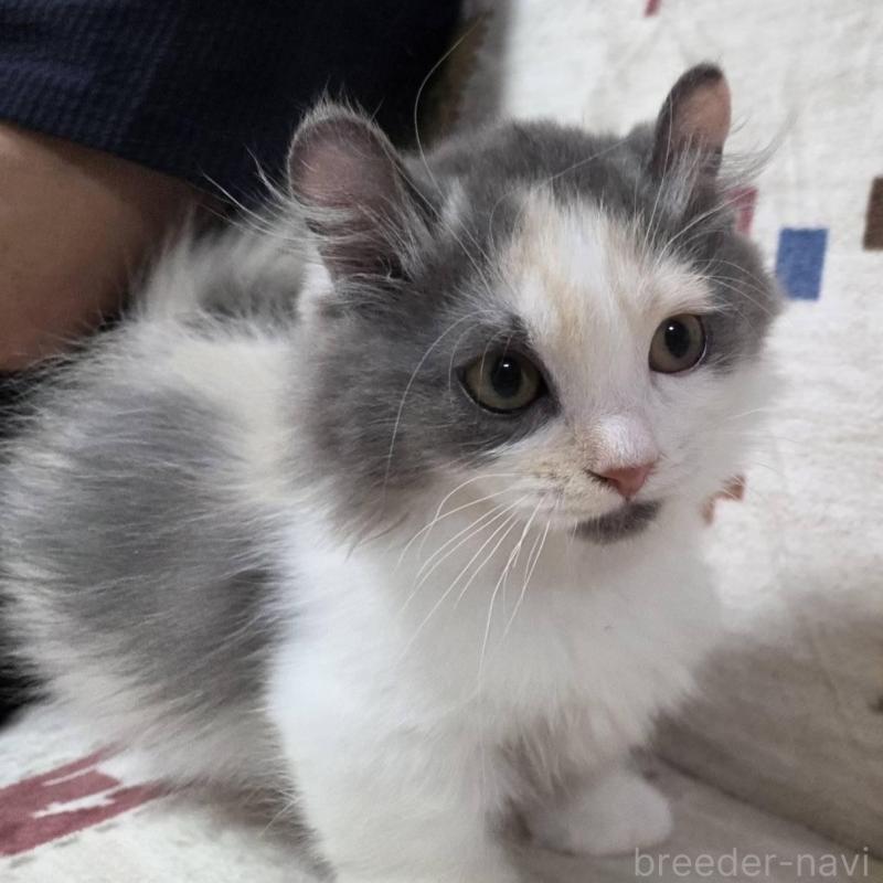 販売中の愛知県のマンチカン(短足)-136306の2枚目