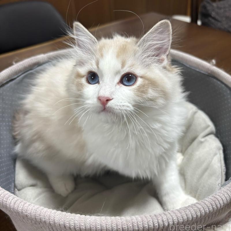 販売中の東京都のラグドール-136307の4枚目