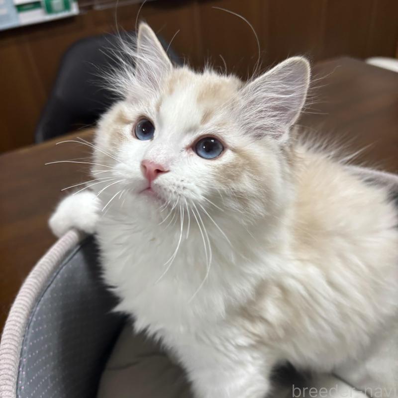 販売中の東京都のラグドール-136307