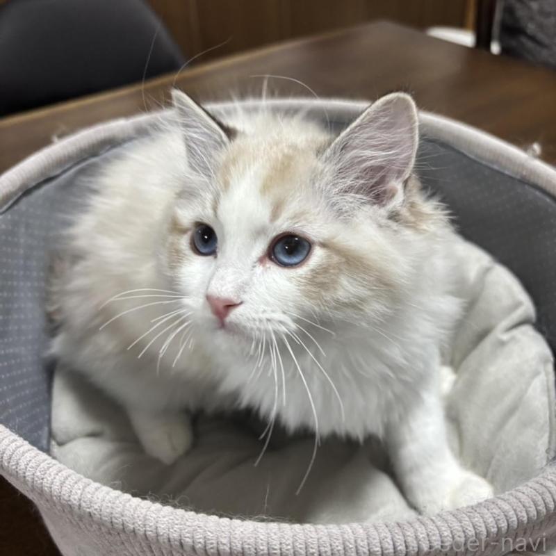 販売中の東京都のラグドール-136307の3枚目