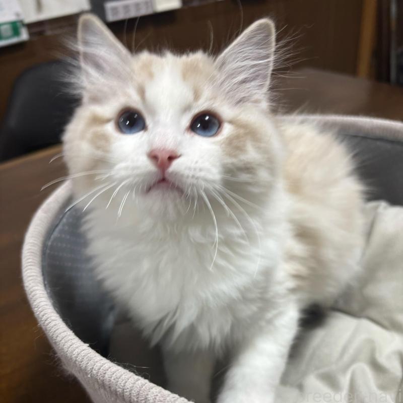 販売中の東京都のラグドール-136307の2枚目