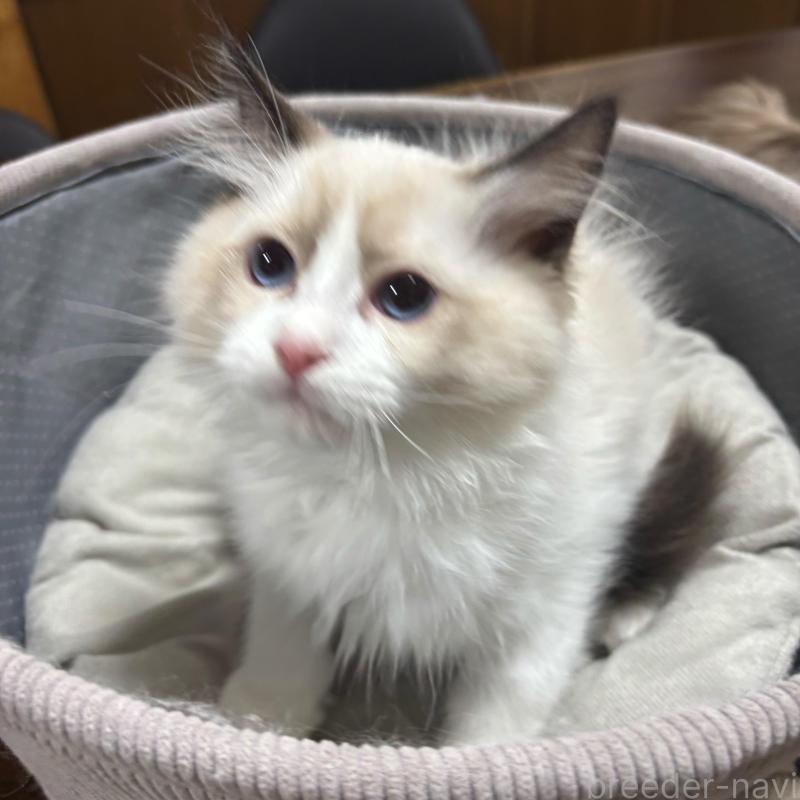 販売中の東京都のラグドール-136308の5枚目