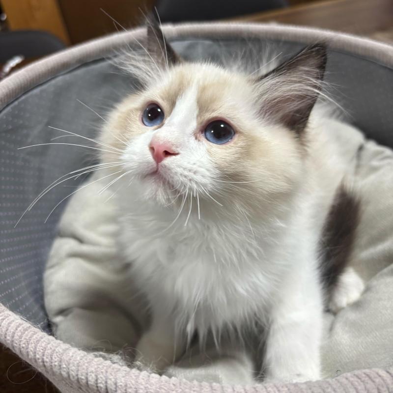 販売中の東京都のラグドール-136308の3枚目