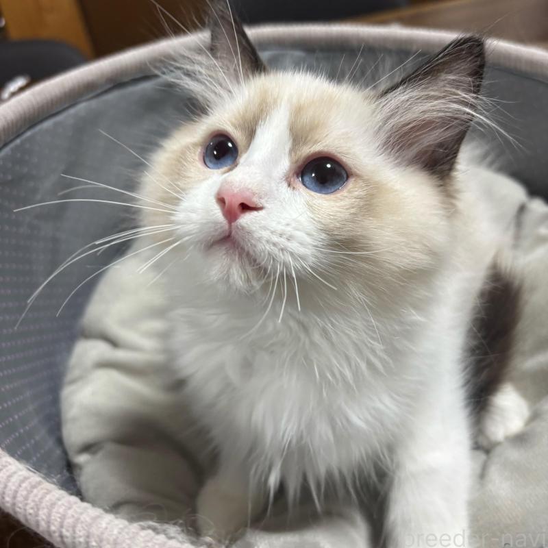 販売中の東京都のラグドール-136308の1枚目