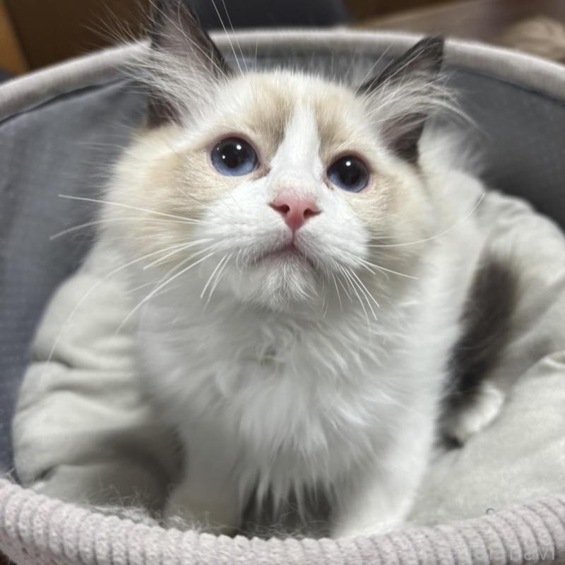 販売中の東京都のラグドール-136308の2枚目