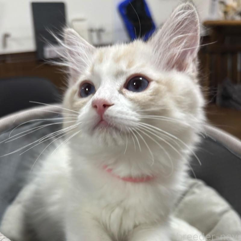 販売中の東京都のラグドール-136309