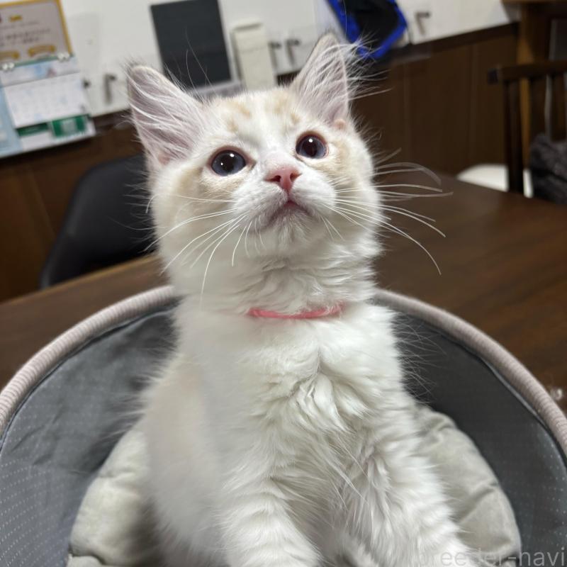 販売中の東京都のラグドール-136309の5枚目