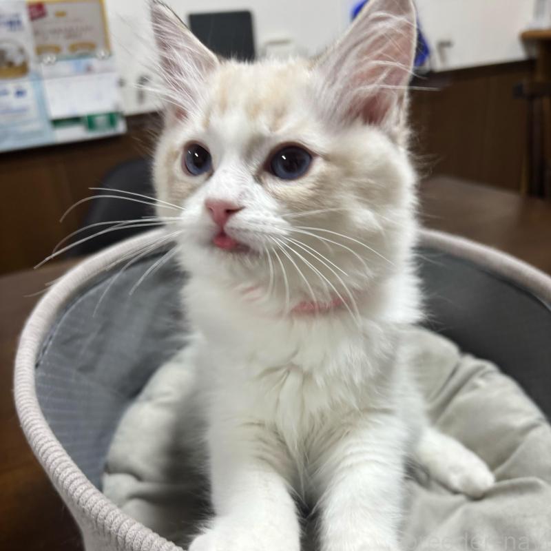 販売中の東京都のラグドール-136309の3枚目