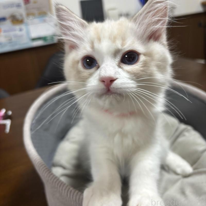 販売中の東京都のラグドール-136309の2枚目