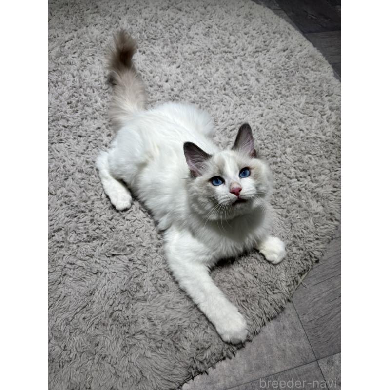 成約済の東京都のラグドール-132759の2枚目