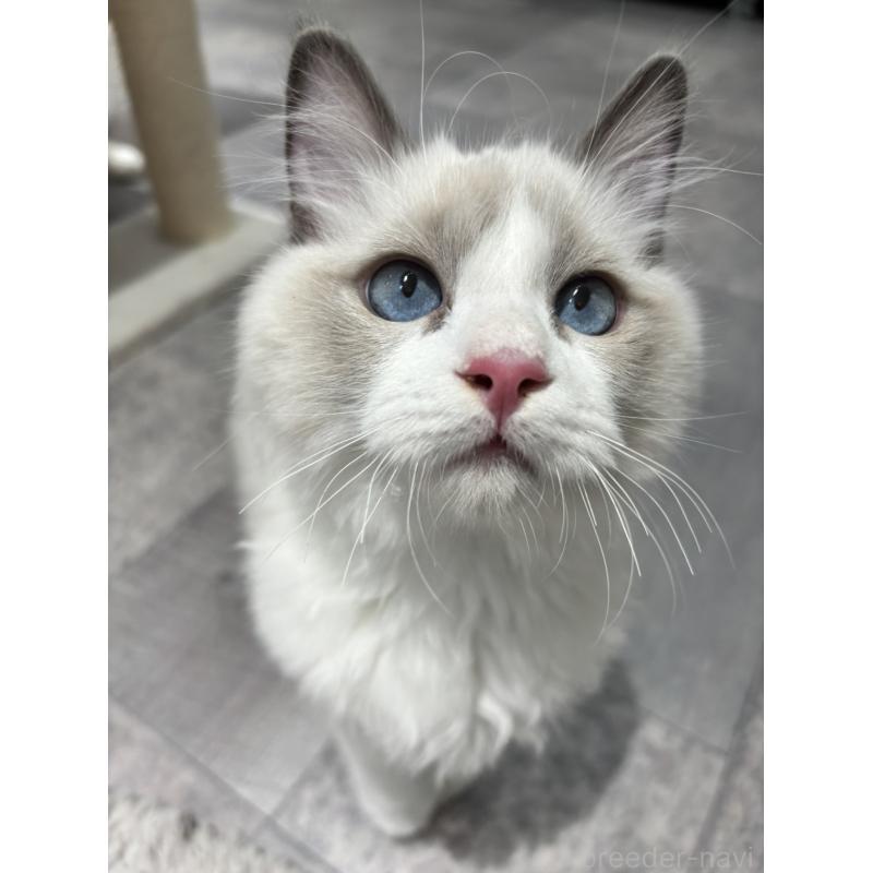 成約済の東京都のラグドール-132760の5枚目