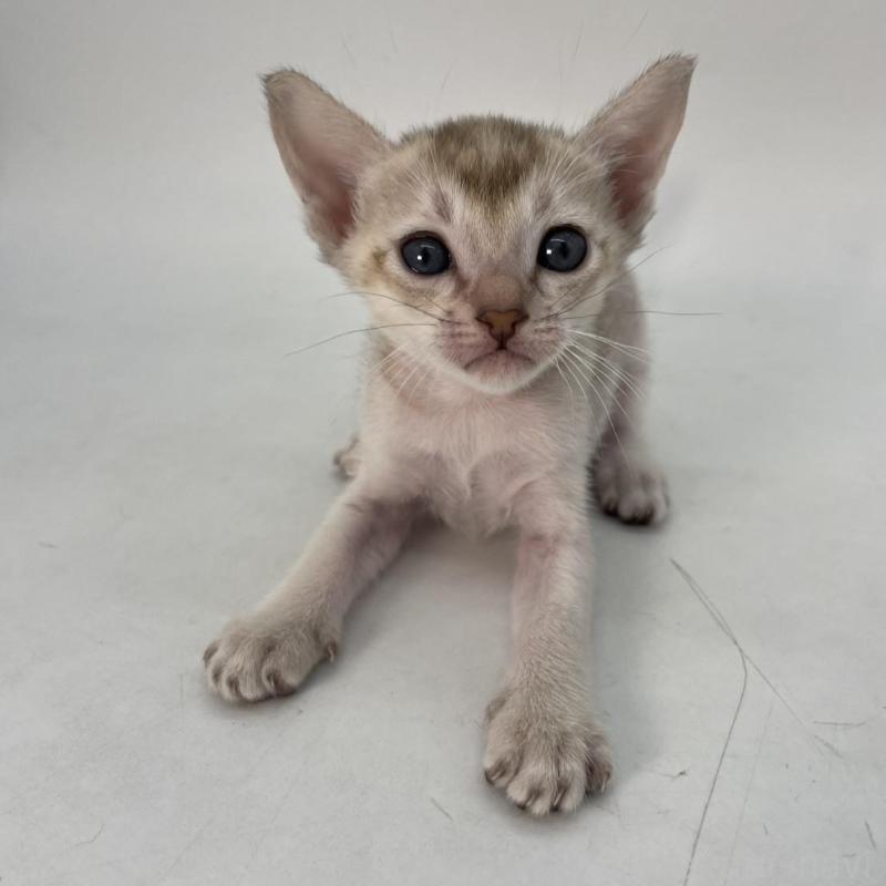 販売中の千葉県のシンガプーラ-136310の1枚目