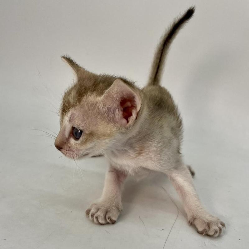 販売中の千葉県のシンガプーラ-136310の8枚目