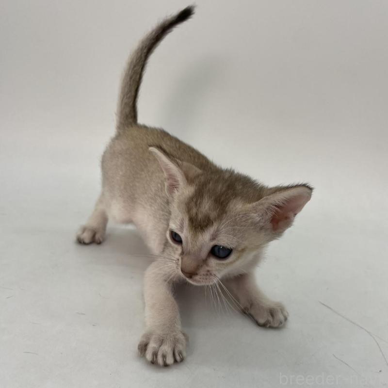 販売中の千葉県のシンガプーラ-136310の5枚目