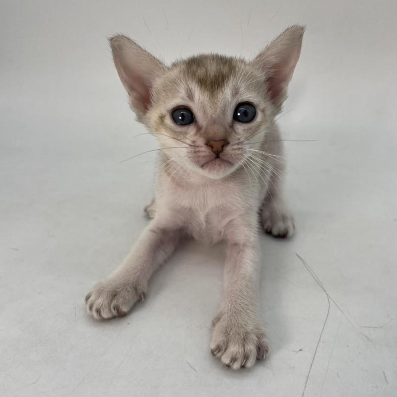 販売中の千葉県のシンガプーラ-136310の2枚目