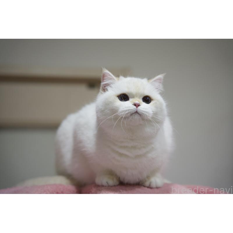 販売中の大阪府のブリティッシュショートヘア-127111の2枚目